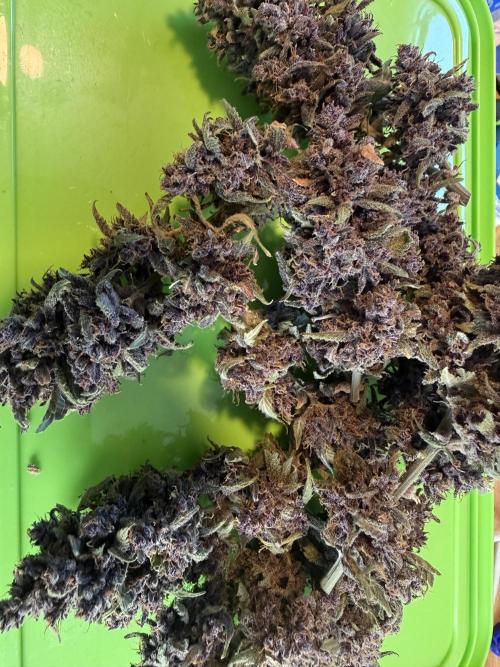 🍌😈🥊 RF3. Week 13
