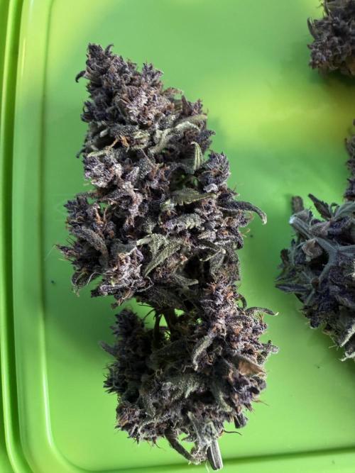🍌😈🥊 RF3. Week 13