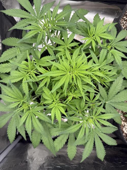 🍋🥤⬆️. Week 6 - D36