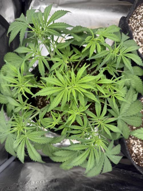 🍋🥤⬆️. Week 6 - D37