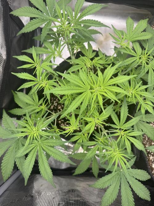 🍋🥤⬆️. Week 6 - D38