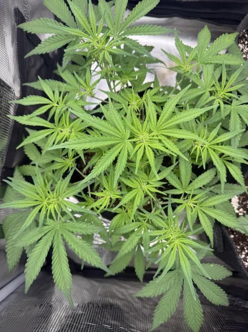 🍋🥤⬆️. Week 6 - D39