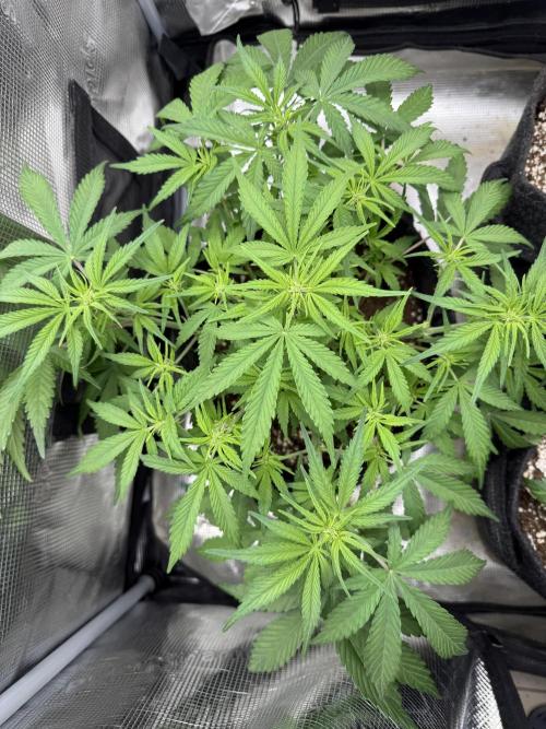 🍋🥤⬆️. Week 6 - D40