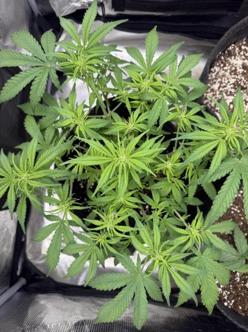 🍋🥤⬆️. Week 6 - D41