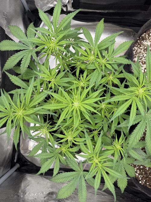 🍋🥤⬆️. Week 6 - D42