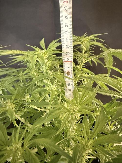 🍋🥤⬆️. Week 6 - Height