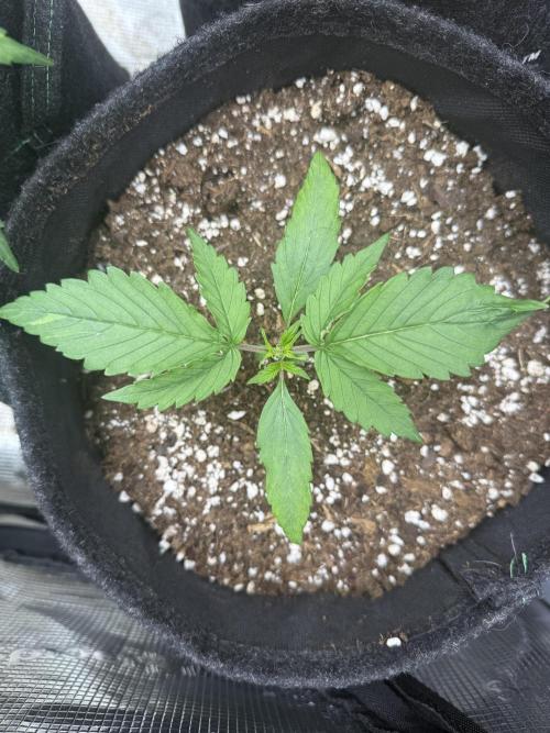 ❄️‼️. Week 3 - D17