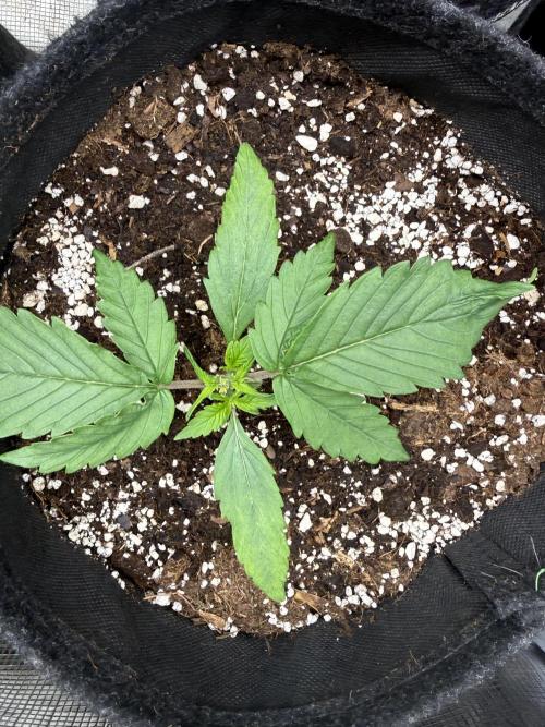 ❄️‼️. Week 3 - D18