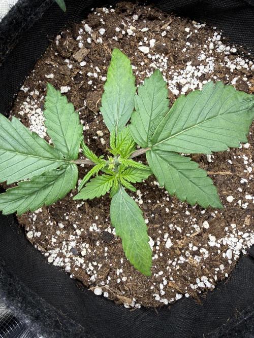 ❄️‼️. Week 3 - D19