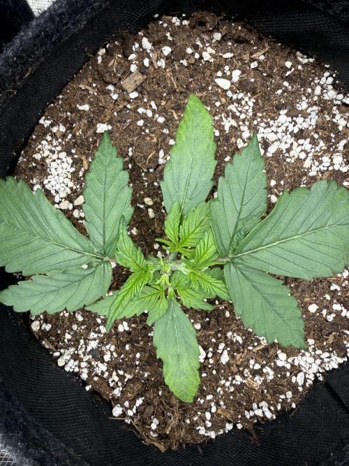❄️‼️. Week 3 - D20