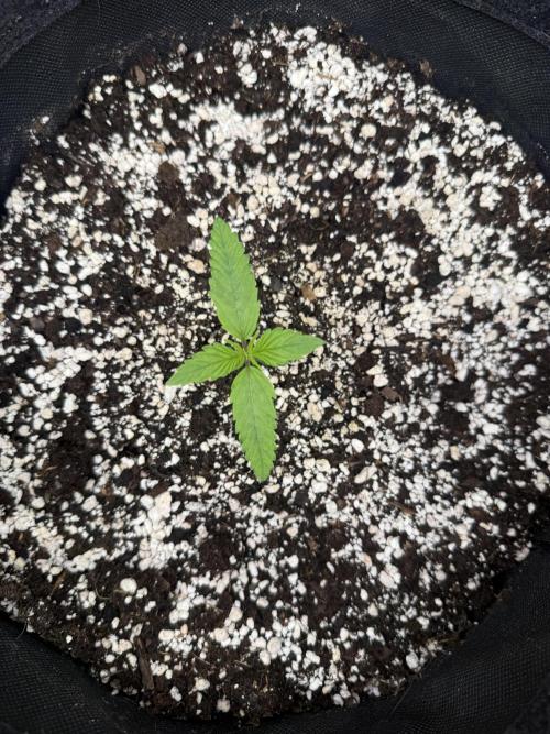 🦍🍪. Week 2 - D8