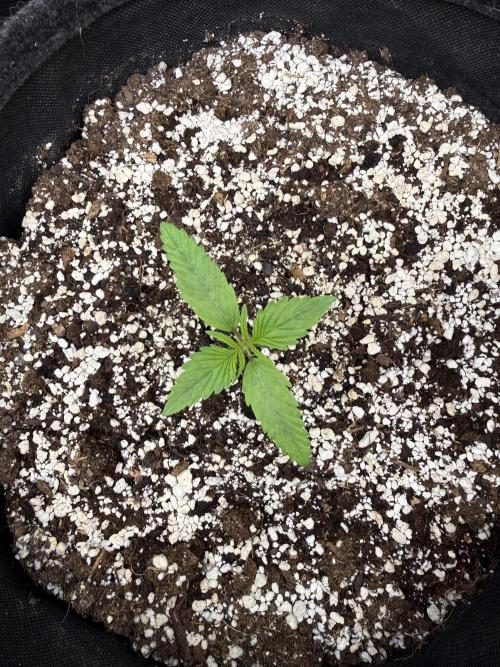🦍🍪. Week 2 - D9