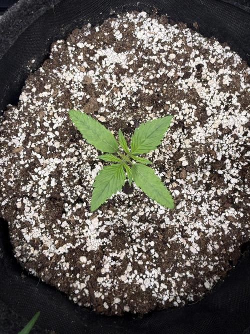 🦍🍪. Week 2 - D10