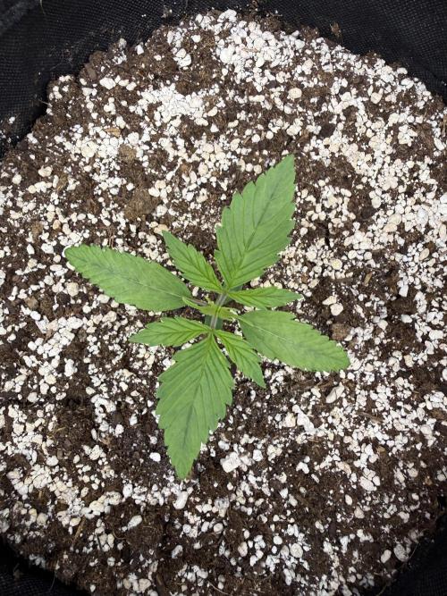 🦍🍪. Week 2 - D11