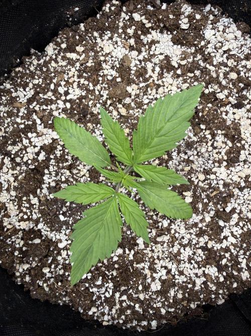🦍🍪. Week 2 - D12