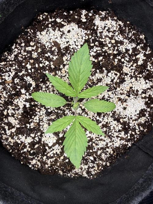 🦍🍪. Week 2 - D13