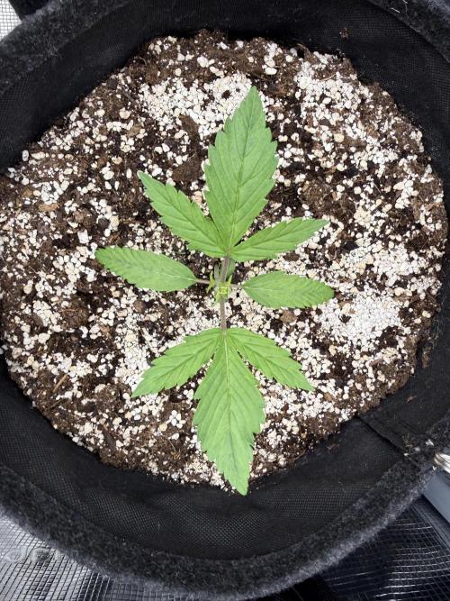🦍🍪. Week 2 - D14