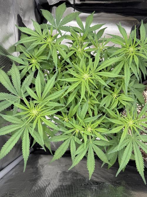 🍋🥤⬆️. Week 7 - D43