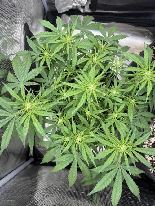 🍋🥤⬆️. Week 7 - D44