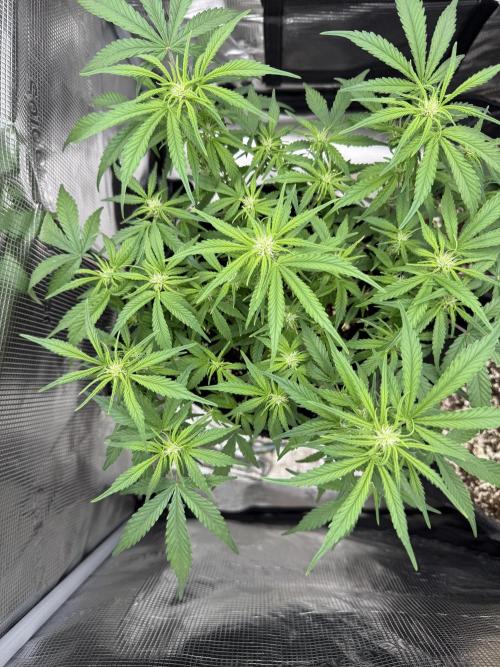 🍋🥤⬆️. Week 7 - D45