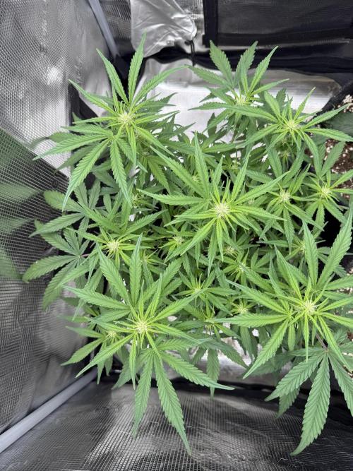 🍋🥤⬆️. Week 7 - D46