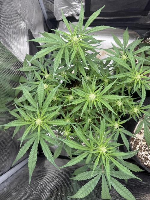 🍋🥤⬆️. Week 7 - D47