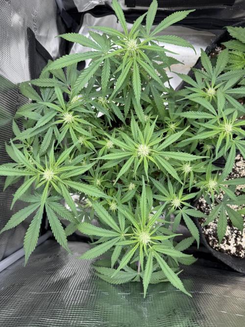 🍋🥤⬆️. Week 7 - D48