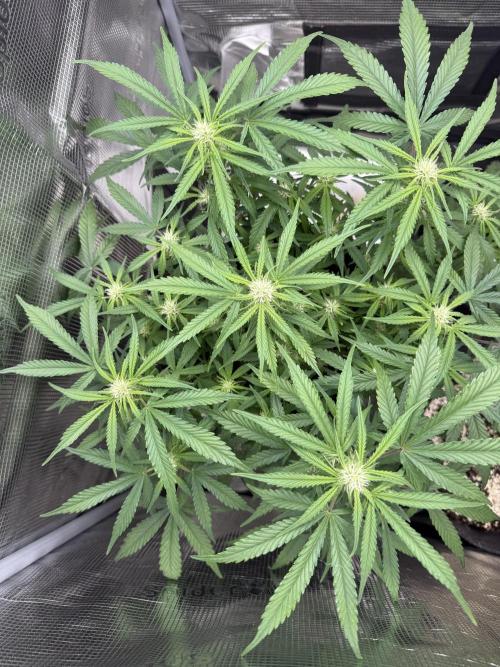🍋🥤⬆️. Week 7 - D49