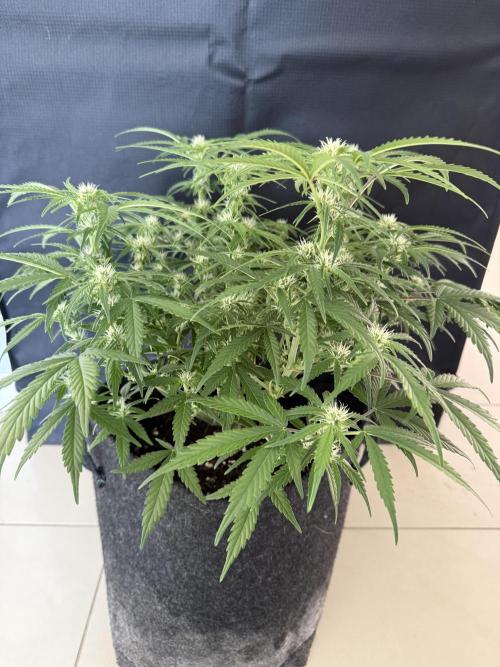 🍋🥤⬆️. Week 7