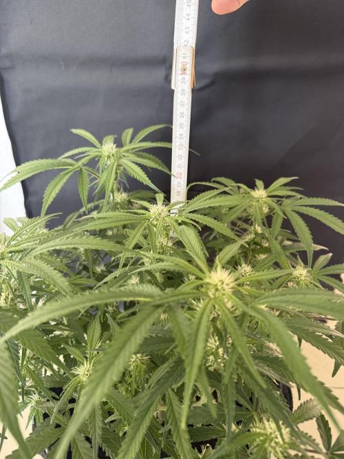 🍋🥤⬆️. Week 7 - Height