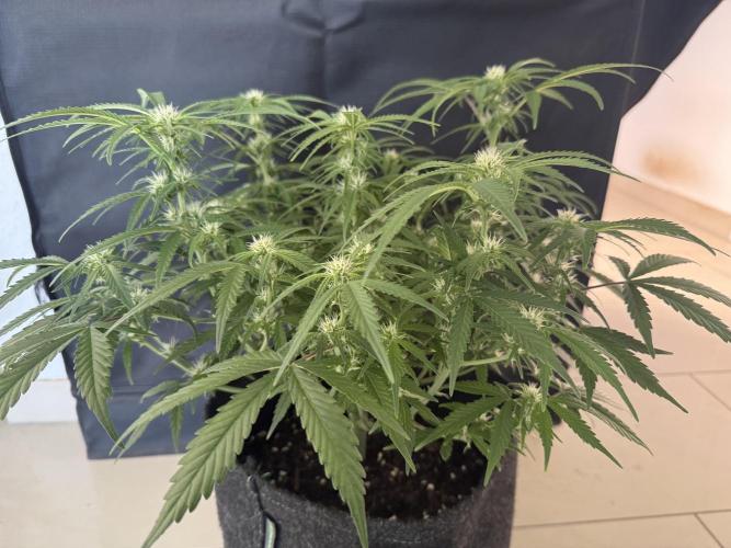 🍋🥤⬆️. Week 7