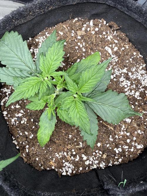 ❄️‼️. Week 4 - D22