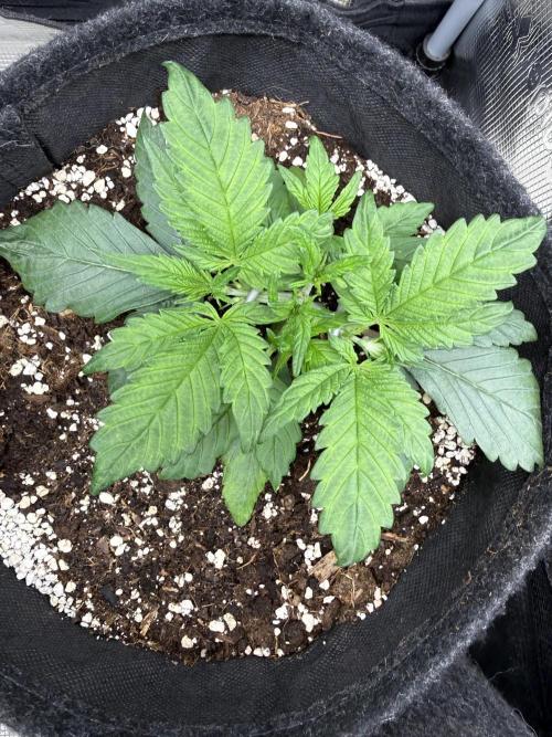 ❄️‼️. Week 4 - D24