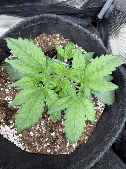 ❄️‼️. Week 4 - D25