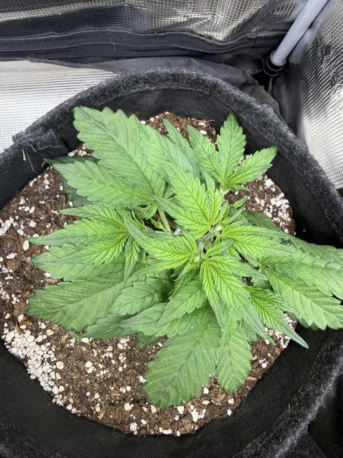 ❄️‼️. Week 4 - D26