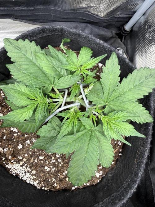 ❄️‼️. Week 4 - D27