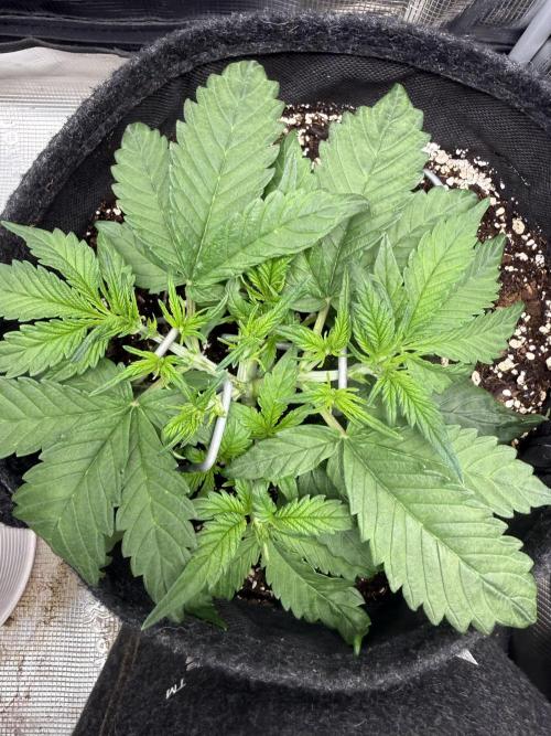 ❄️‼️. Week 4 - D28