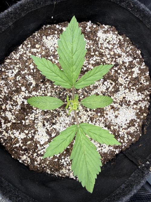 🦍🍪. Week 3 - D15