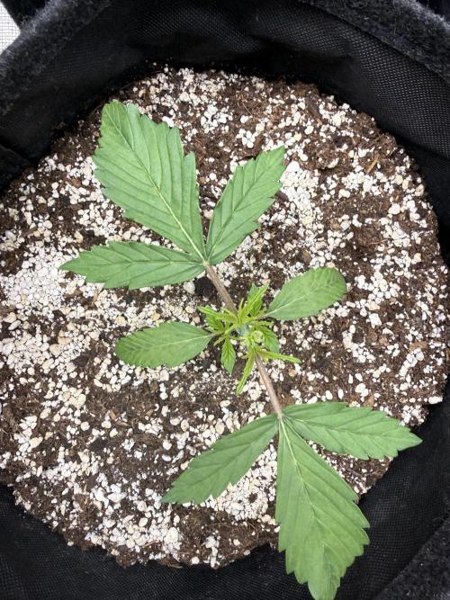 🦍🍪. Week 3 - D16