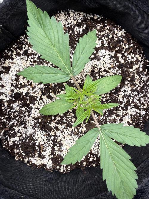🦍🍪. Week 3 - D17