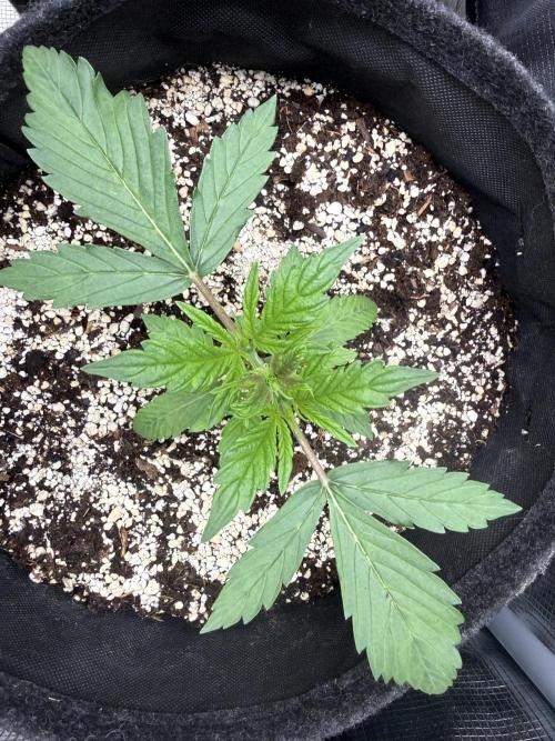🦍🍪. Week 3 - D18