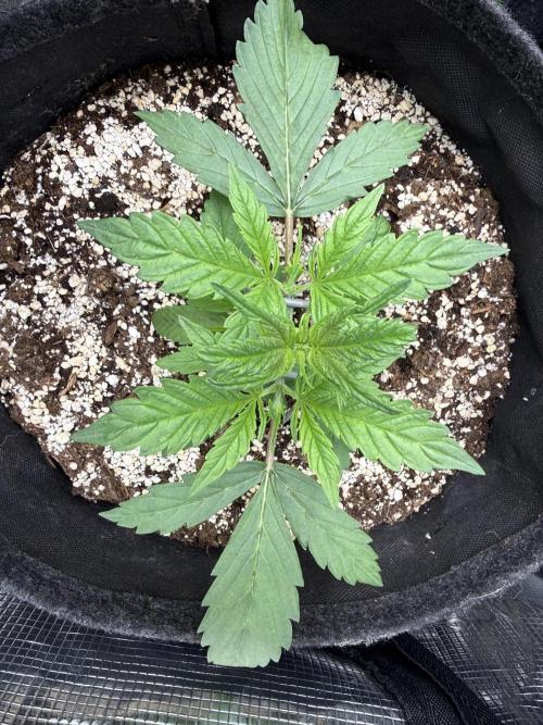 🦍🍪. Week 3 - D19