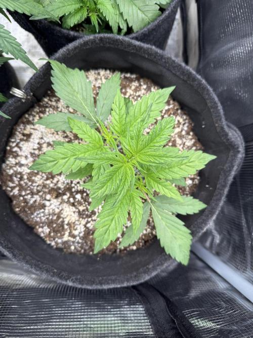 🦍🍪. Week 3 - D20
