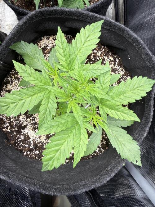 🦍🍪. Week 3 - D21