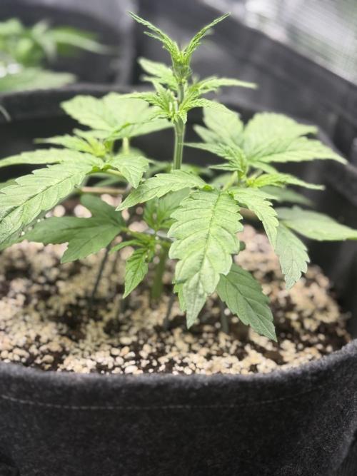 🦍🍪. Week 3 - D21