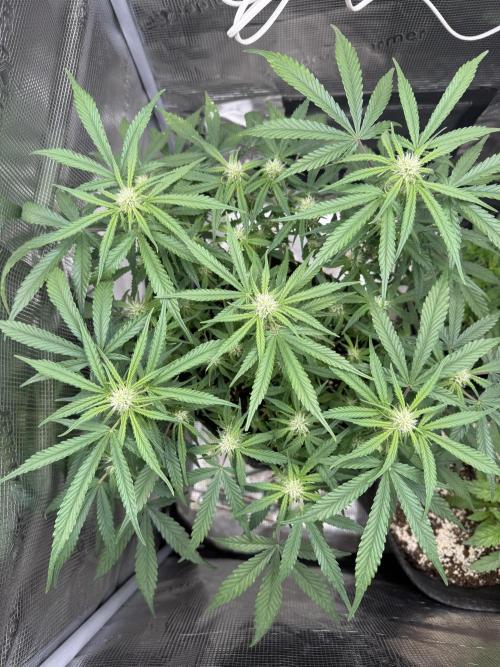 🍋🥤⬆️. Week 8 - D50