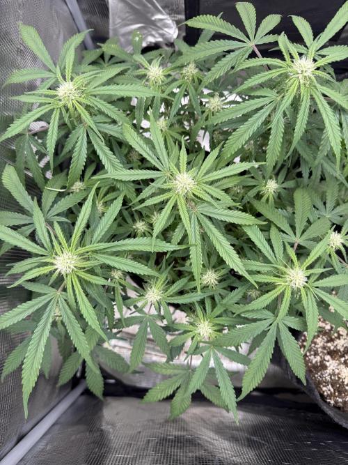 🍋🥤⬆️. Week 8 - D51