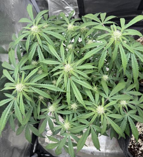 🍋🥤⬆️. Week 8 - D52