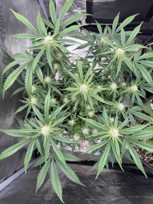 🍋🥤⬆️. Week 8 - D53