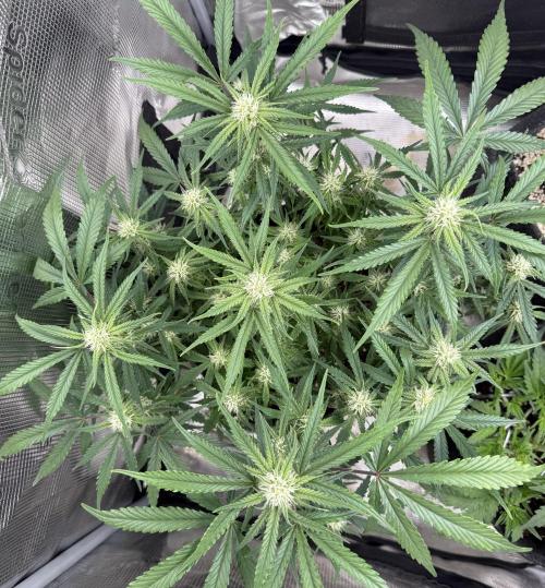 🍋🥤⬆️. Week 8 - D54